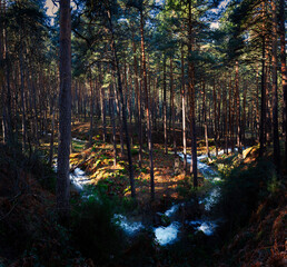 Panoramic view of a high mountain winter stream running through a pine forest.