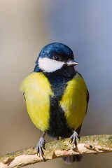 Parus major aka great tit is sitting on tree branch. Close-up front portrait, clear blurred background. Common bird in Czech republic nature.