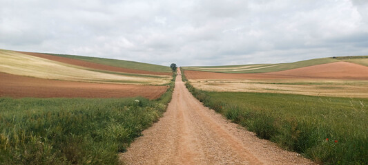 path between crop field