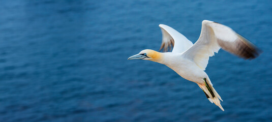 Fototapeta na wymiar Northern gannet (Morus bassanus), Helgoland island ,Germany