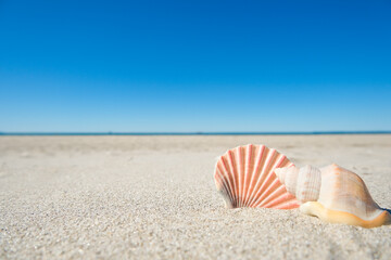 Fototapeta na wymiar Seashells on Sandy Beach with Clear Blue Sky - Tourism Summer Holiday Tropical Paradies Background 
