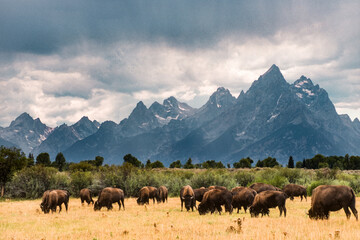 Buffalo herd under the Grand Teton range, Jackson, Wyoming