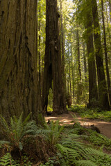 redwood tree in the forest