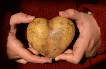 Heart shaped potato in girl's hands