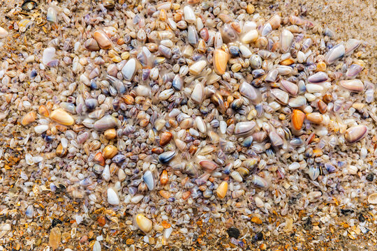 Tiny bivalves in the sand of a Surf City beach on Topsail Island, North Carolina
