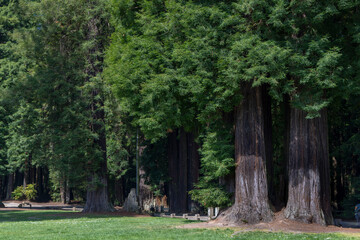 redwood tree in the park