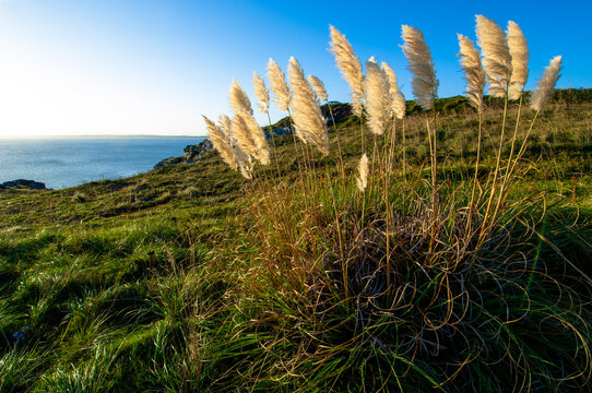 A patch of pampas grass waves in an ocean breeze along the rocky coast of Punta Ballena, Uruguay