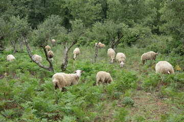 Schafherde in Griechenland