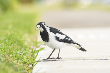 Magpie-lark (Grallina cyanoleuca) a small bird with black and white plumage, the animal stands on the ground in the park.