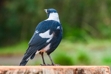 Australian magpie (Gymnorhina tibicen) a medium-sized bird with dark plumage, the animal stands on a stump in the park.