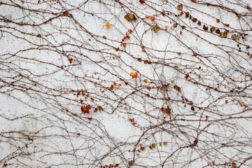 Bare tree branches with a few leaves against a white wall background