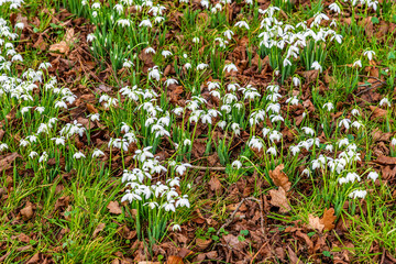 A close up view towards a blanket of Snowdrops beside Wroxall Priory ruins in Warwickshire on a winter's day