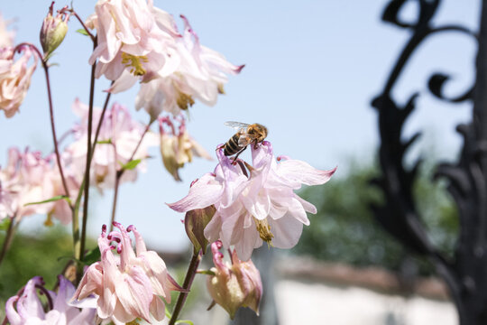 Honigbiene auf blühender Blume