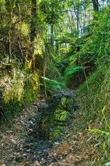 Muddy footpath though a gum forest in Victoria, Australia. Richards Tramway Walk, an old logging tramline in the Warburton Valley, Yarra Ranges
