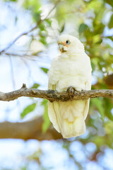 Long-billed corella (Cacatua tenuirostris) white parrot, medium-sized bird, animal sitting high on a tree branch in the park.