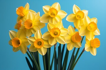 Vibrant yellow daffodils against serene blue background. Springtime bloom floral beauty