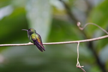 he coppery-headed emerald (Microchera cupreiceps) is a small hummingbird in the 