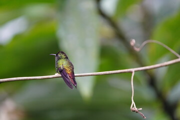 he coppery-headed emerald (Microchera cupreiceps) is a small hummingbird in the 