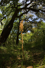 Orchidea, Neottia Nidus avis. San Leonardo. Borore. OR, Sardegna, Italy