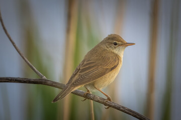 A male marsh warbler (Acrocephalus palustris) sits on the reed on summer evening. CLose-up portrait...