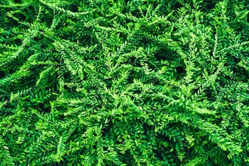 Green fern background with leaves, foliage, and evergreen texture in a natural forest setting