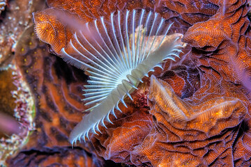 Sabellidae, or feather duster worms,
