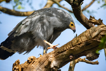 The African Harrier-Hawk, Harrier Hawk or Gymnogene (Polyboroides typus).