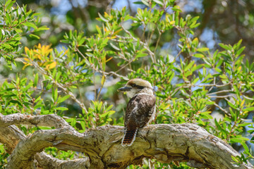 Laughing kookaburra (Dacelo novaeguineae) medium sized bird, animal sitting on a tree branch in natural habitat.