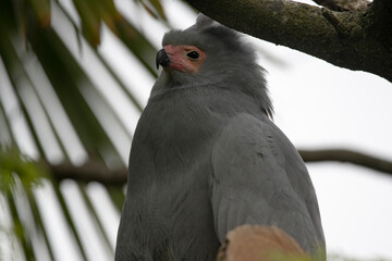 The African Harrier-Hawk, Harrier Hawk or Gymnogene (Polyboroides typus).