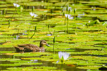 Pacific black duck (Anas superciliosa), a medium-sized water bird, the animal swims on the pond between water lily leaves.