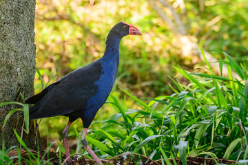 Western swamphen (Porphyrio porphyrio), a medium-sized water bird with blue-black plumage, stands in the grass in a marshy area.