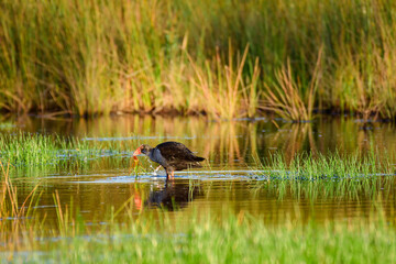 Western swamphen (Porphyrio porphyrio) a medium-sized water bird with blue-black plumage, the animal walks in shallow water in wetlands and eats vegetation.