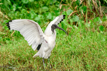 Australian white ibis (Threskiornis molucca) a large bird with a black head and white plumage, the animal stands with spread wings on the green grass on the shore of a pond in the park on a sunny day.