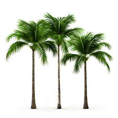 Palm trees isolated on white background 