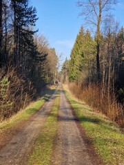A dirt road winding through a lush, green forest. A dirt path winds its way through a forest, disappearing into the distance.
Tall trees on either side of the path create a canopy of leaves, blocking 