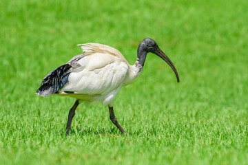 Obraz na płótnie Canvas Australian white ibis (Threskiornis molucca) a large bird with a black head and white plumage, the animal walks on the green grass in the park on a sunny day.