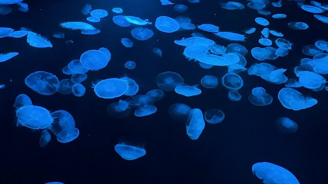 moon jellyfish ranbow color 4K UHD