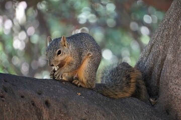 Naklejka na ściany i meble Eichhörnchen mit Nuss sitzt auf einem Ast