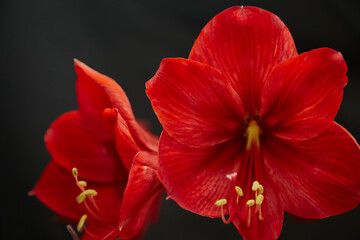 Red lily flowers on a black background close-up, blooming red lily