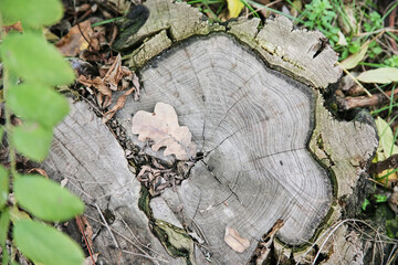 Withered oak leaf on a cut oak stump in the forest in autumn