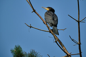 great cormorant, Phalacrocorax carbo sinensis, sitting in their nesting colony high up in the tree on the curonian spit peninsula in Poland on a sunny day.