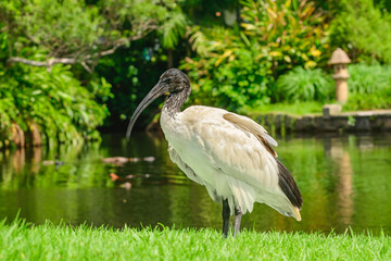 Australian white ibis (Threskiornis molucca) a large bird with a black head and white plumage, the animal stands on the green grass on the shore of a pond in the park on a sunny day.