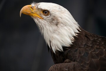 The Bald Eagle (Haliaeetus leucocephalus).