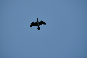 great cormorant, Phalacrocorax carbo sinensis, flying over their nesting colony high up in the tree...