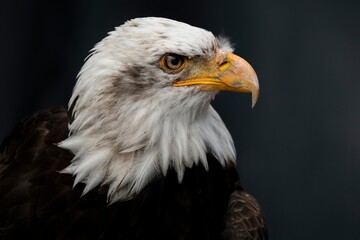 Obraz premium The Bald Eagle (Haliaeetus leucocephalus).