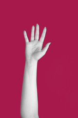 Abstract hand gesture of woman hand rised palm in air. Black and white woman hand isolated on burgundy color background