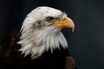 The Bald Eagle (Haliaeetus leucocephalus).