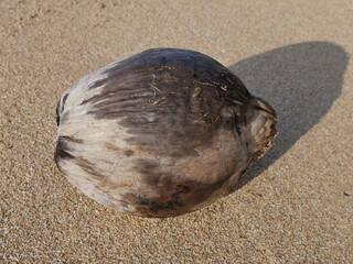 isolated coconut casting shadows on sandy caribbean beach