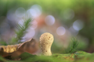 lycoperdon in its first phase of growth next to a fallen leaf and a blurred background