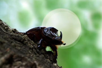 Scarabeo rinoceronte (Oryctes nasicornis). Sassari. SS, Sardegna. Italy.